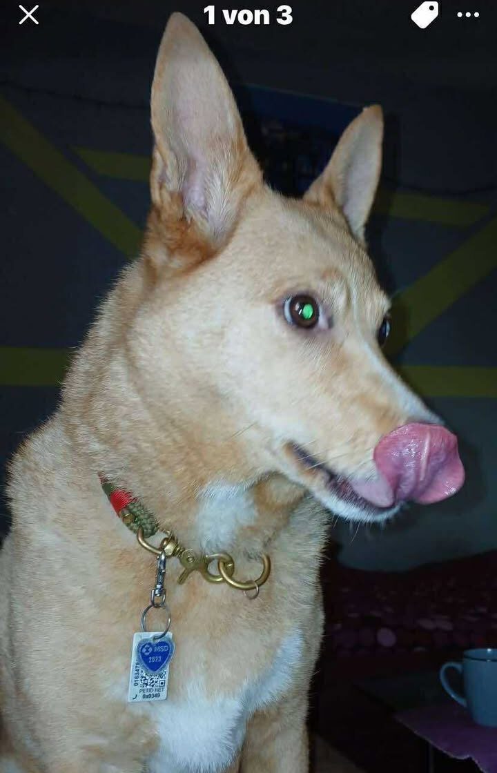 ALPHA, 2015, Hündin – Bild 2