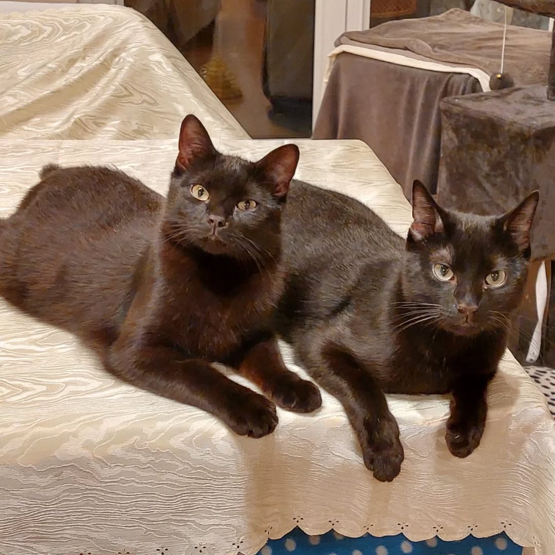 NOAH, Kater, 07/2025, Freigang – Bild 10