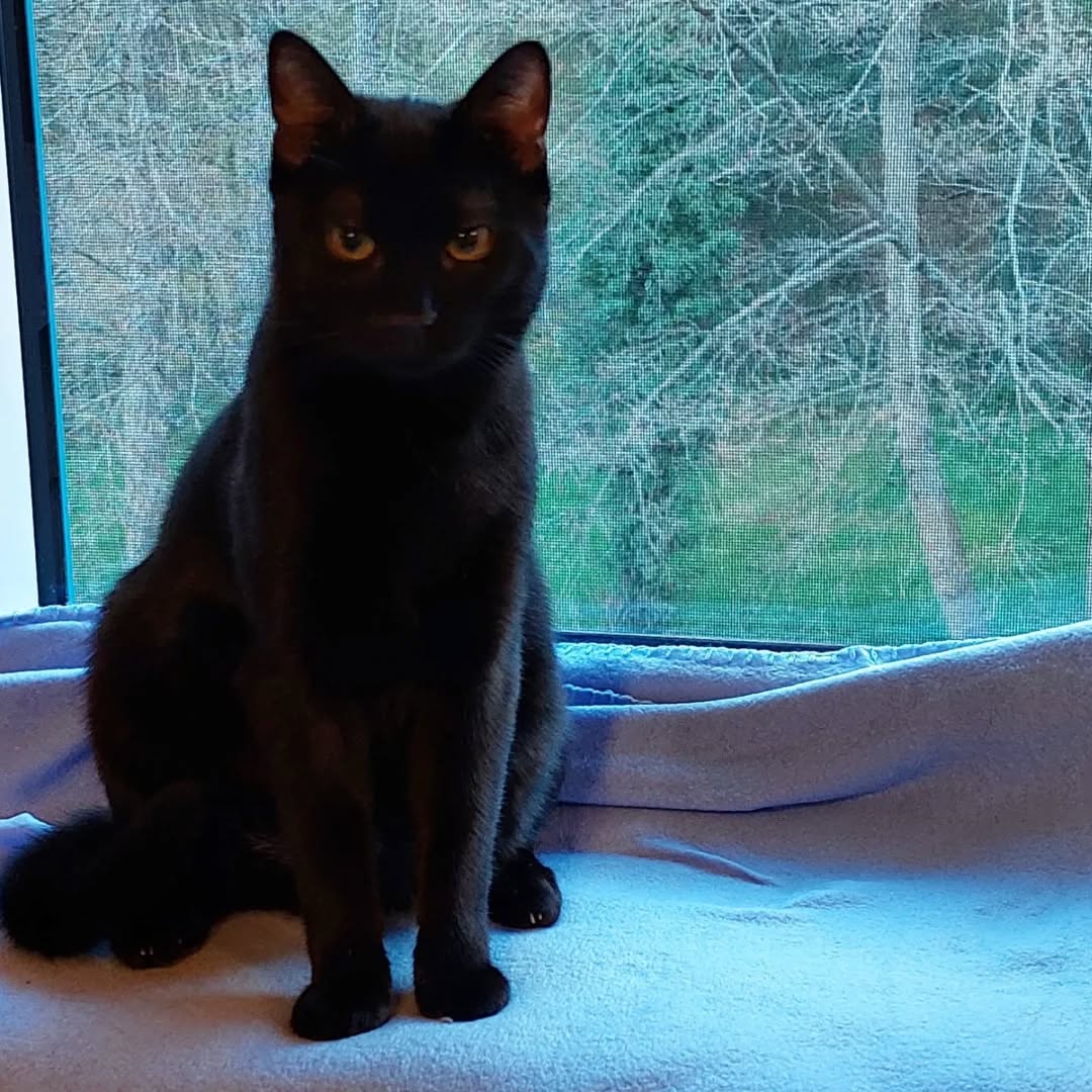 NOAH, Kater, 07/2025, Freigang – Bild 12