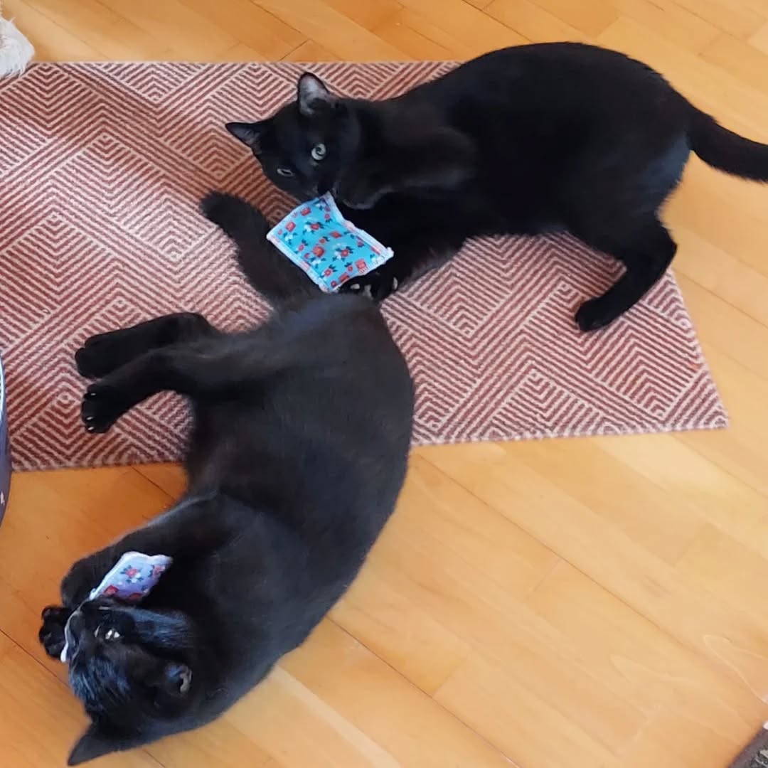 NOAH, Kater, 07/2025, Freigang – Bild 8