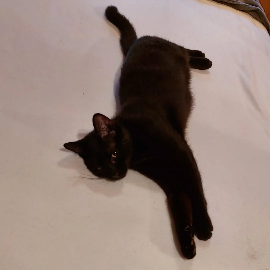 NOAH, Kater, 07/2025, Freigang – Bild 7
