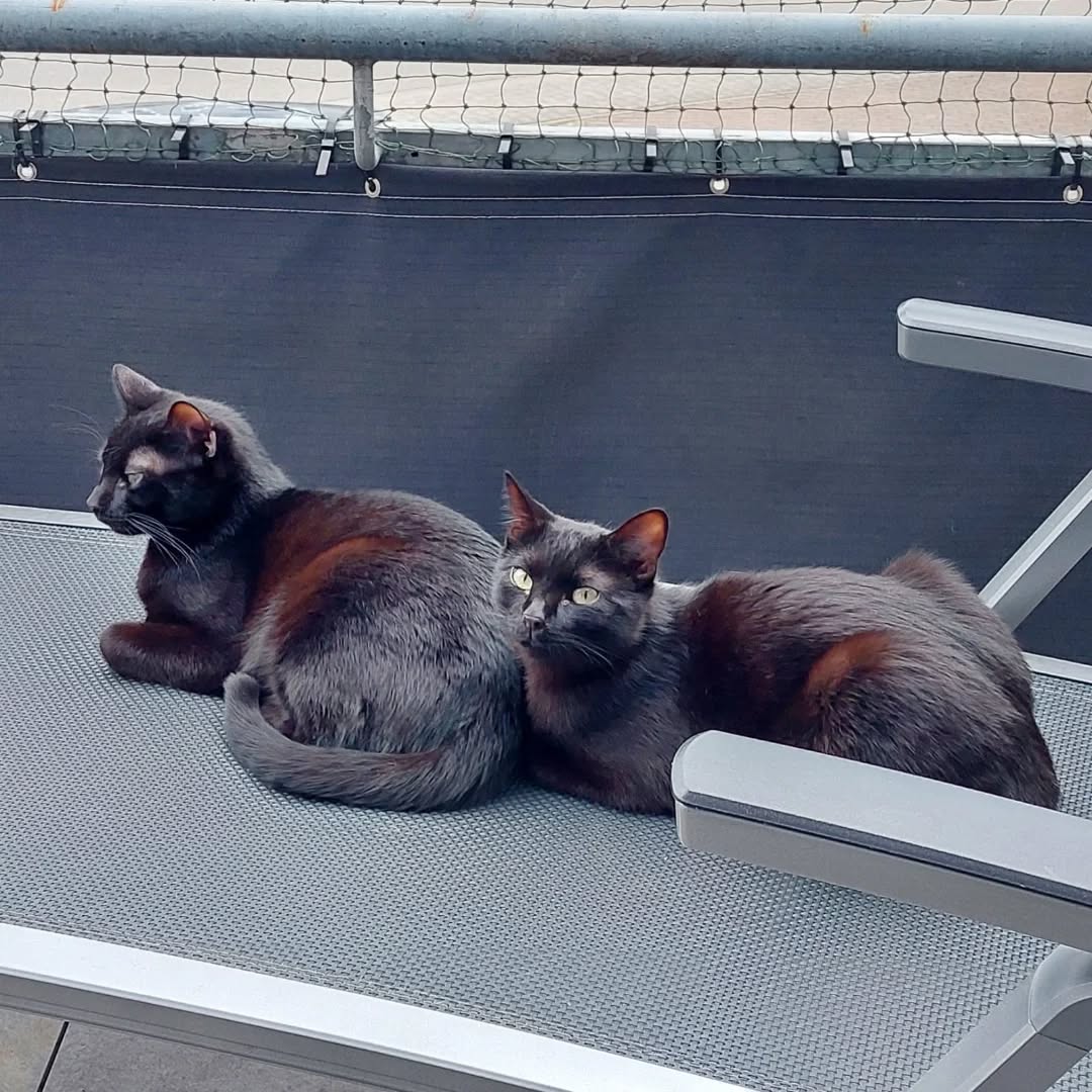 NOAH, Kater, 07/2025, Freigang – Bild 11