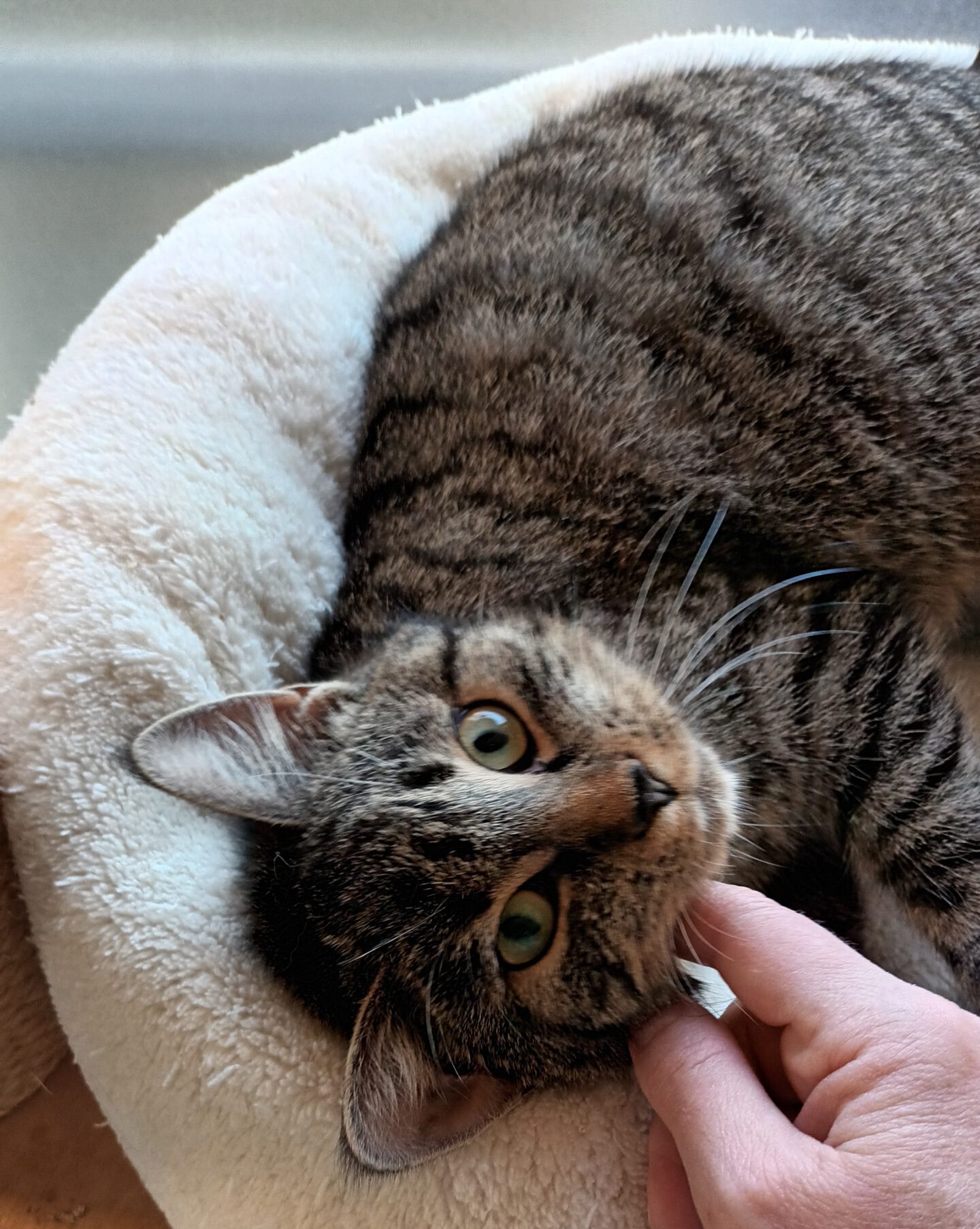 VANILLA, Katze, 05/2025, Freigang – Bild 3