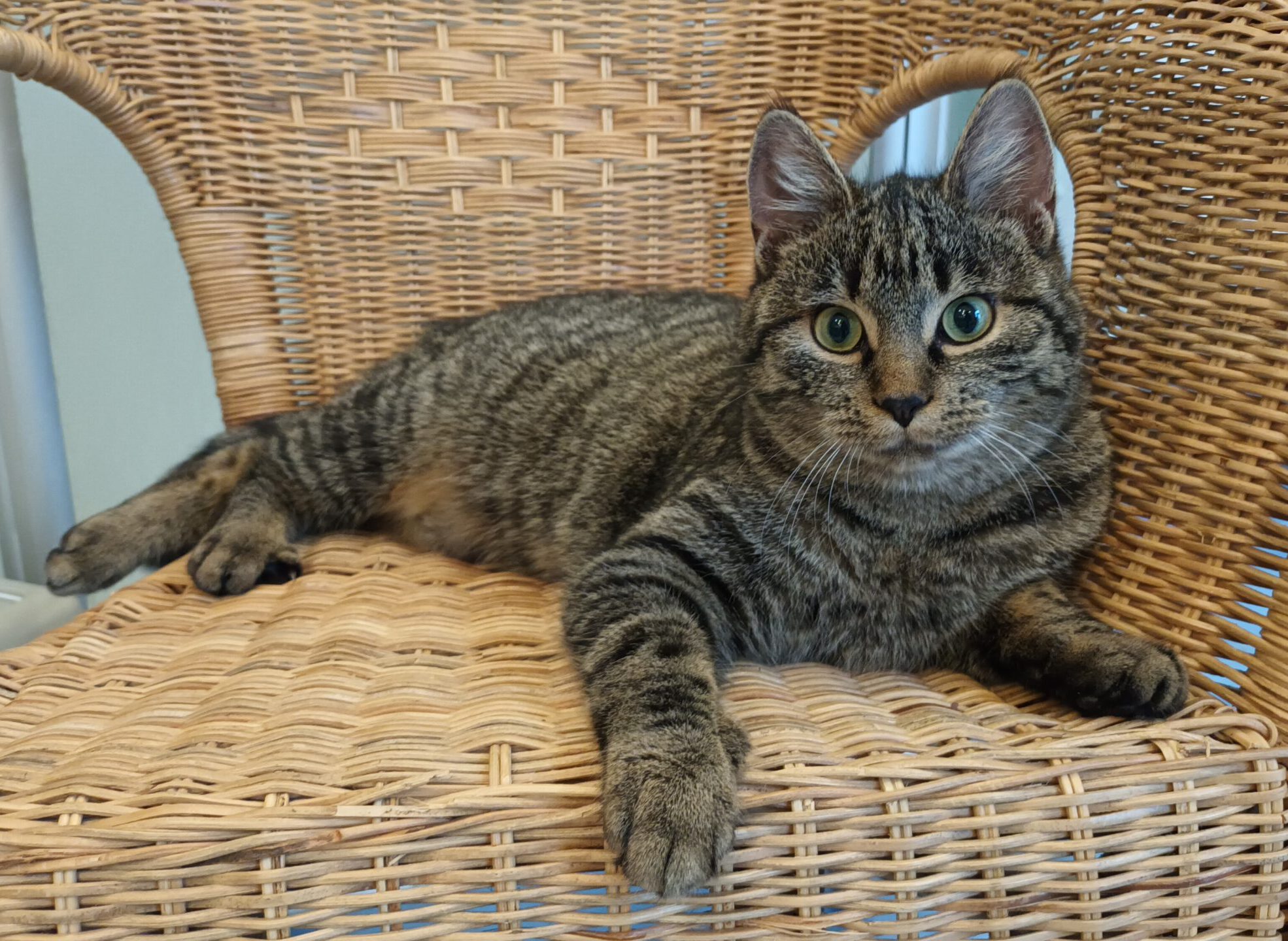 VANILLA, Katze, 05/2025, Freigang – Bild 2