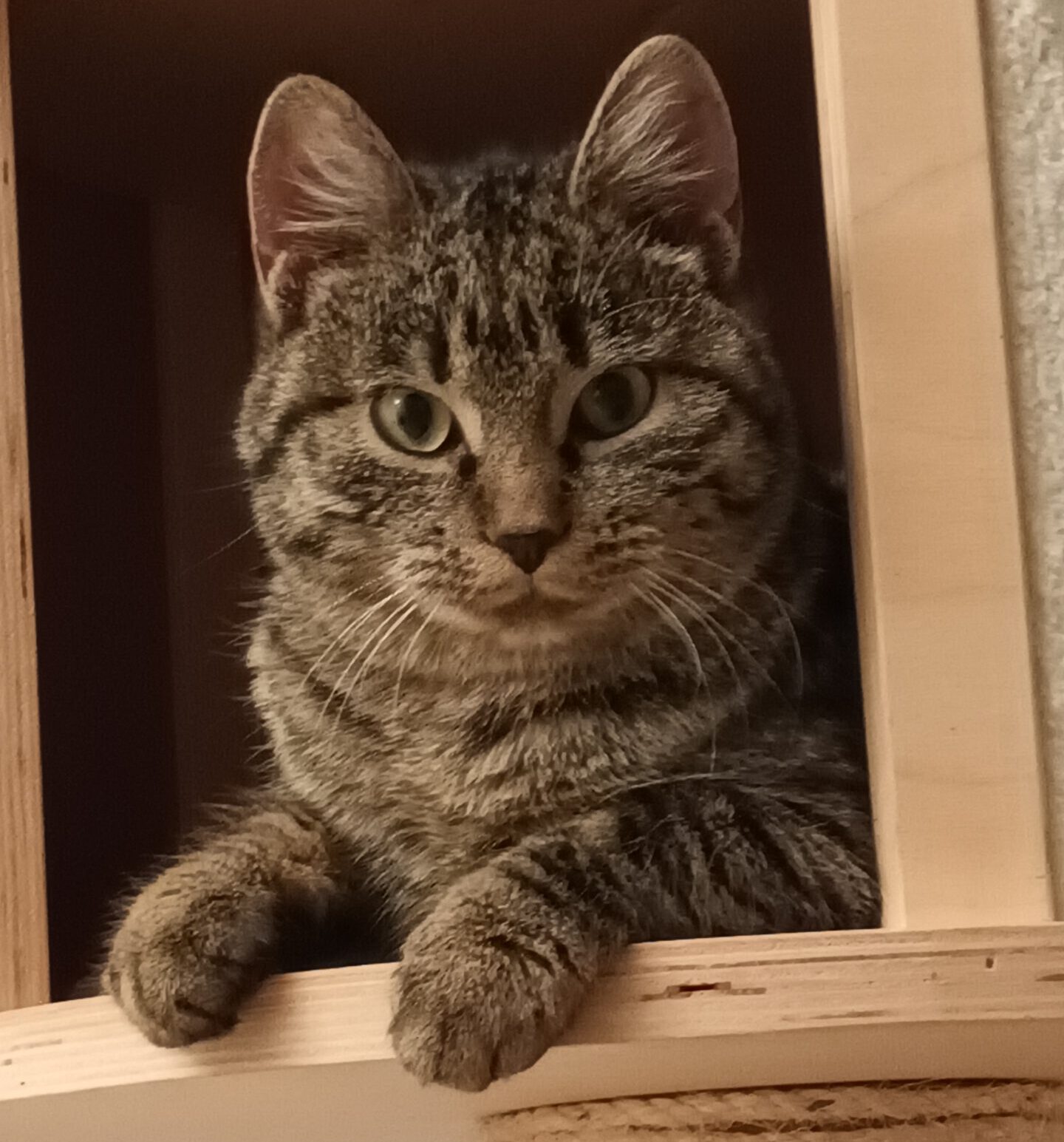 VANILLA, Katze, 05/2025, Freigang – Bild 4