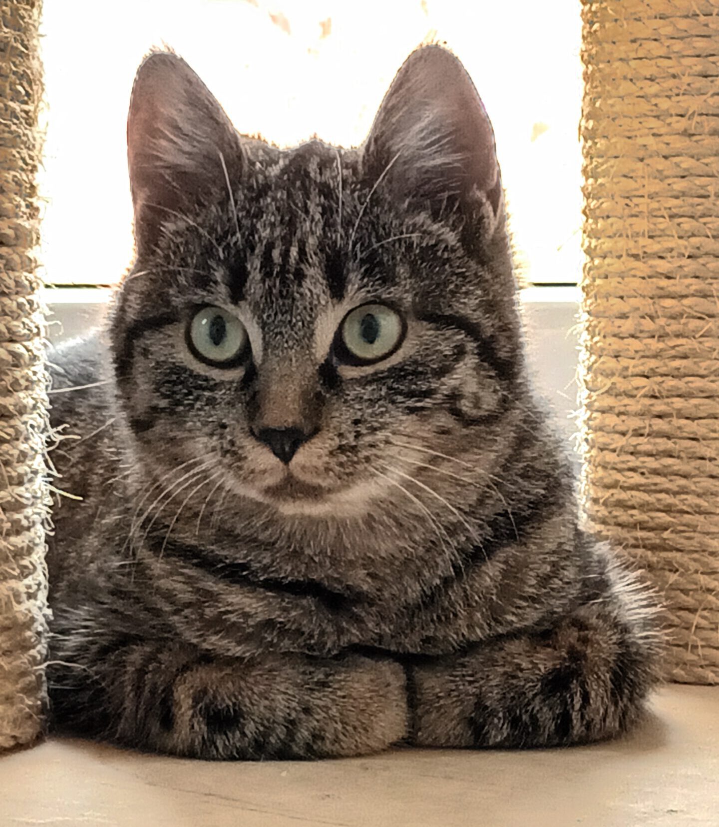 VANILLA, Katze, 05/2025, Freigang – Bild 11