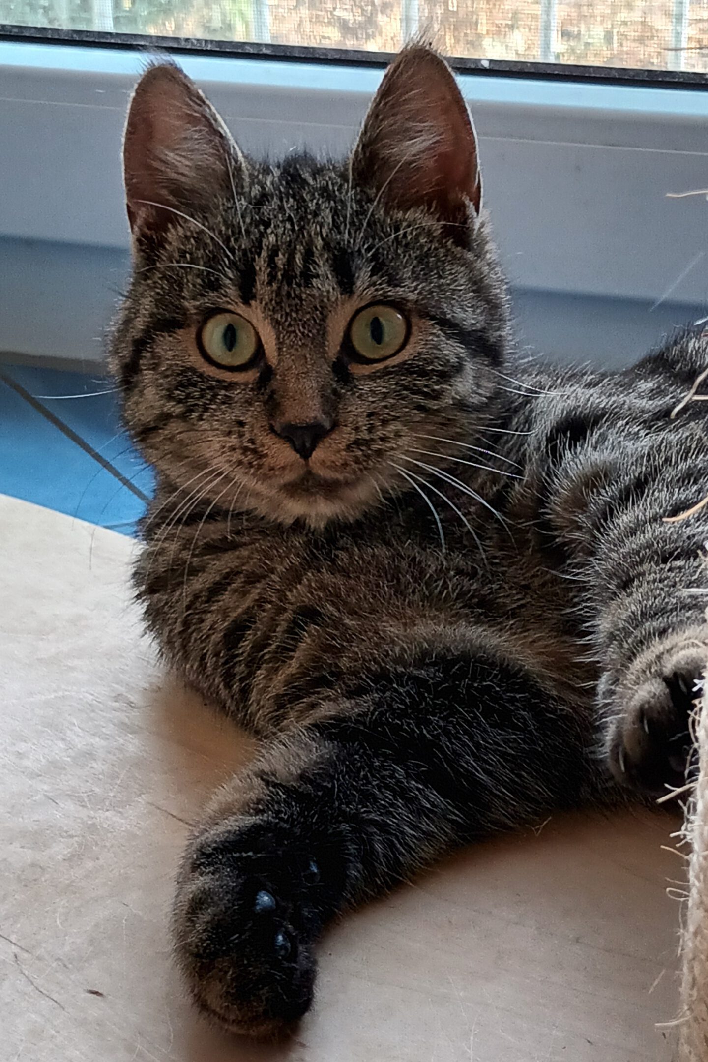 VANILLA, Katze, 05/2025, Freigang – Bild 7