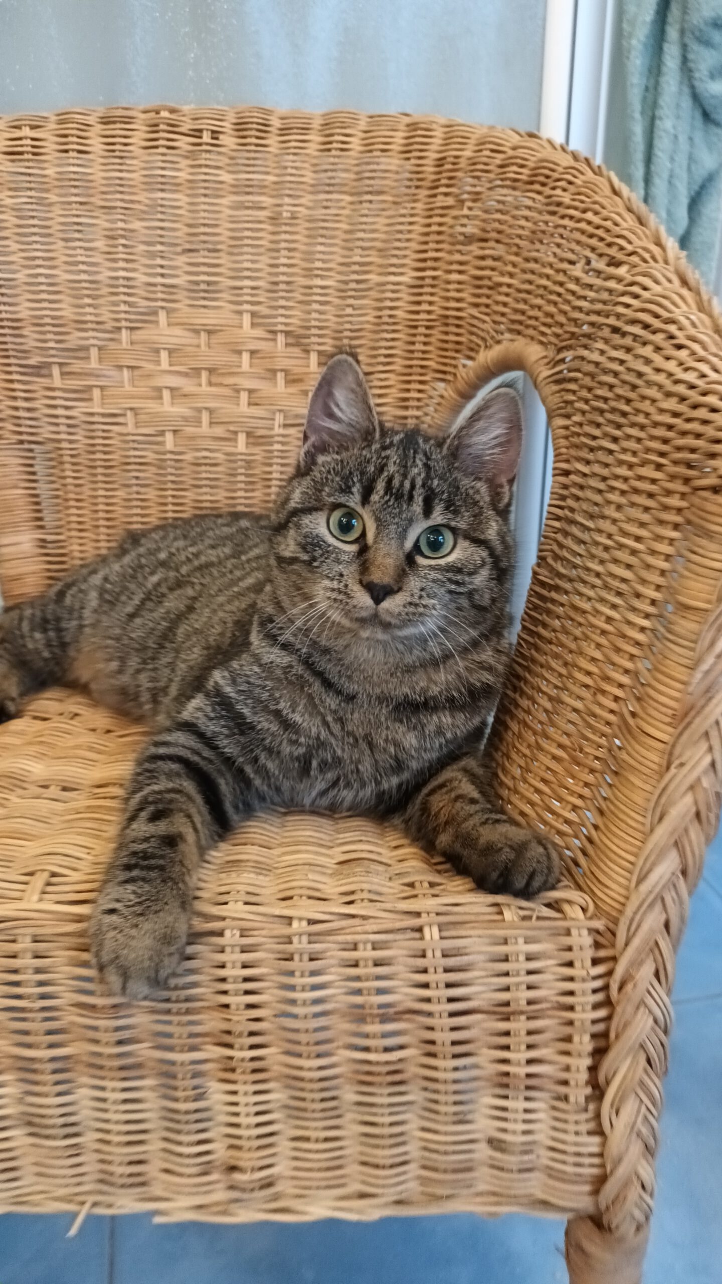 VANILLA, Katze, 05/2025, Freigang