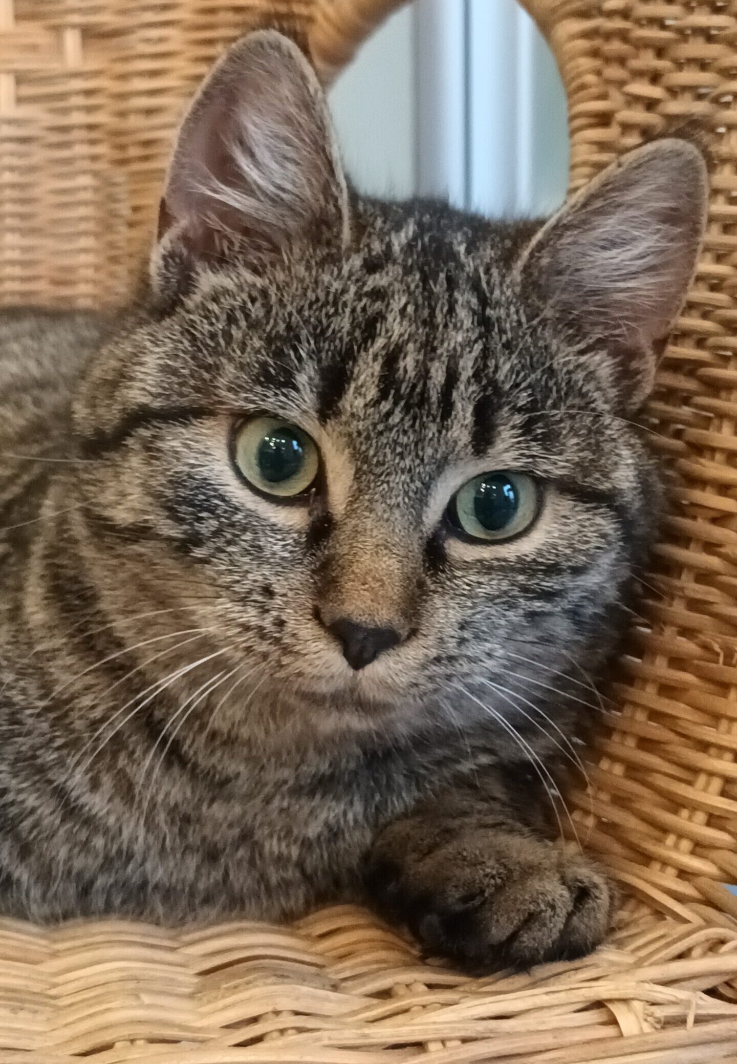 VANILLA, Katze, 05/2025, Freigang – Bild 8