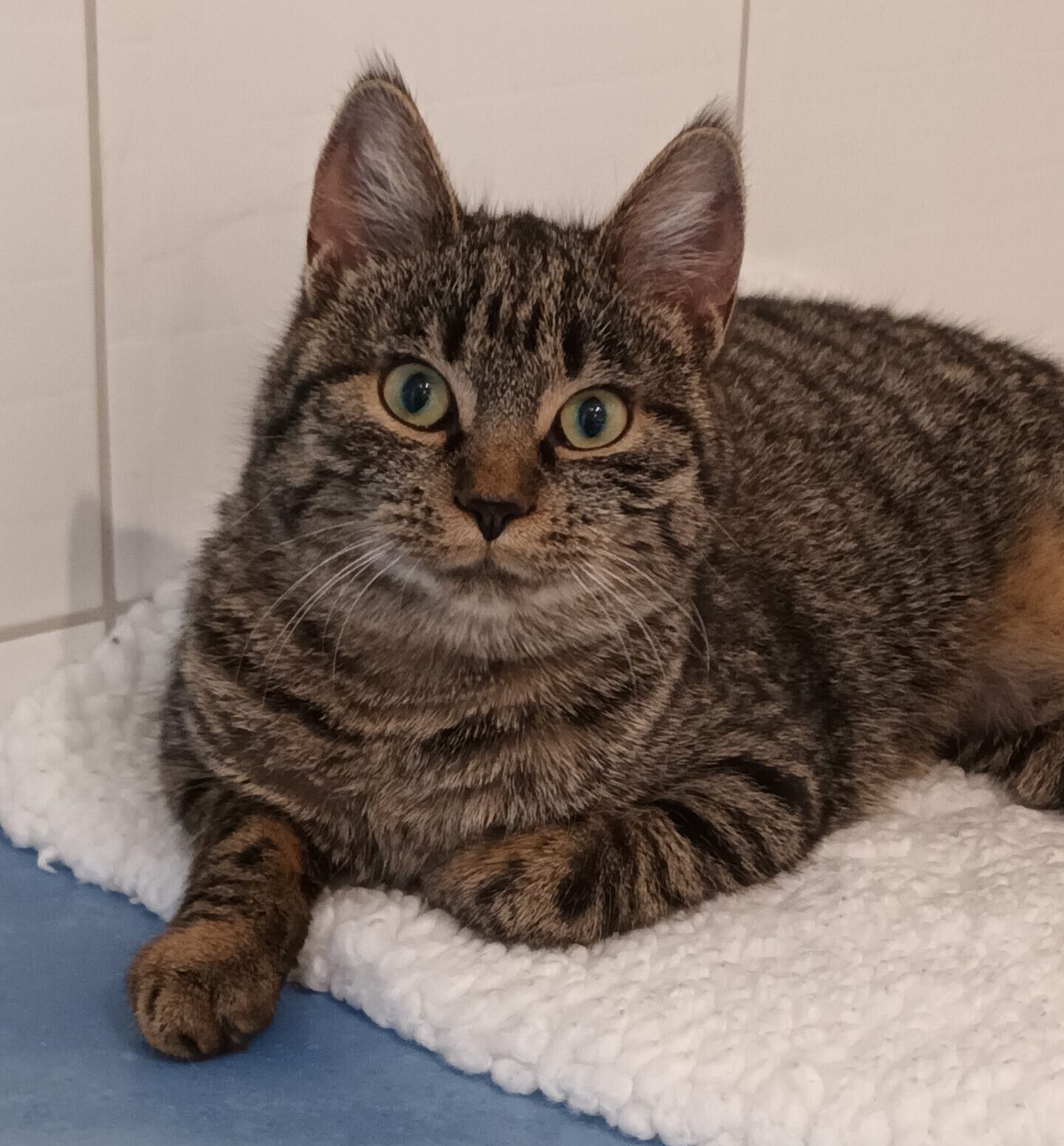 VANILLA, Katze, 05/2025, Freigang – Bild 5