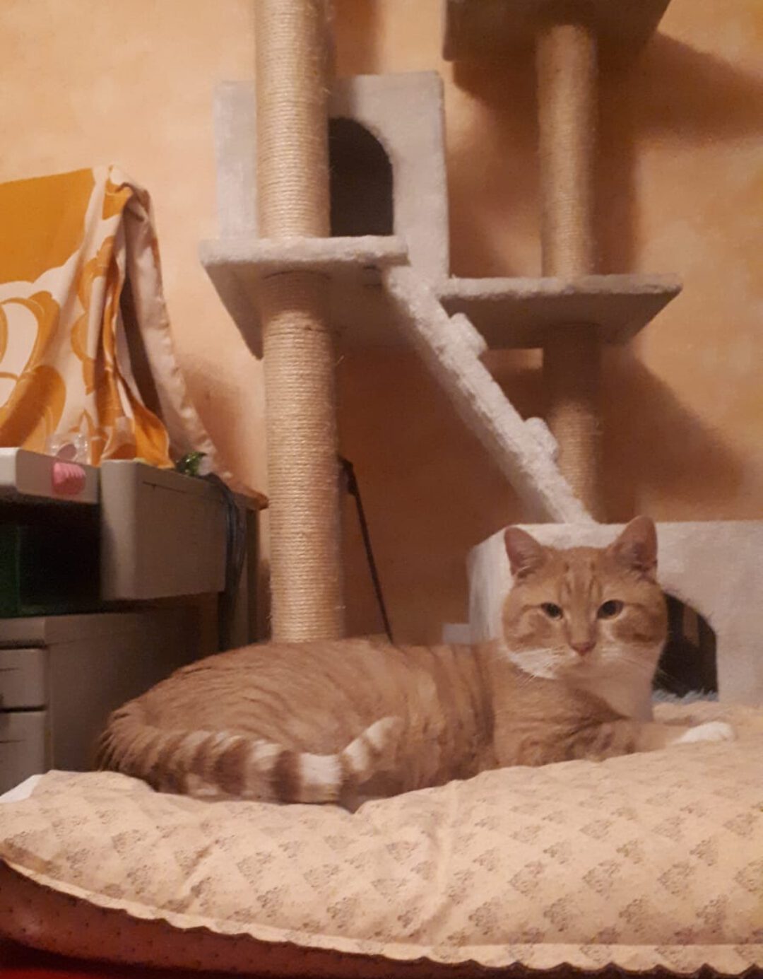 GARFIELD II., Kater, 2022/2023, Fiv positiv – Bild 3