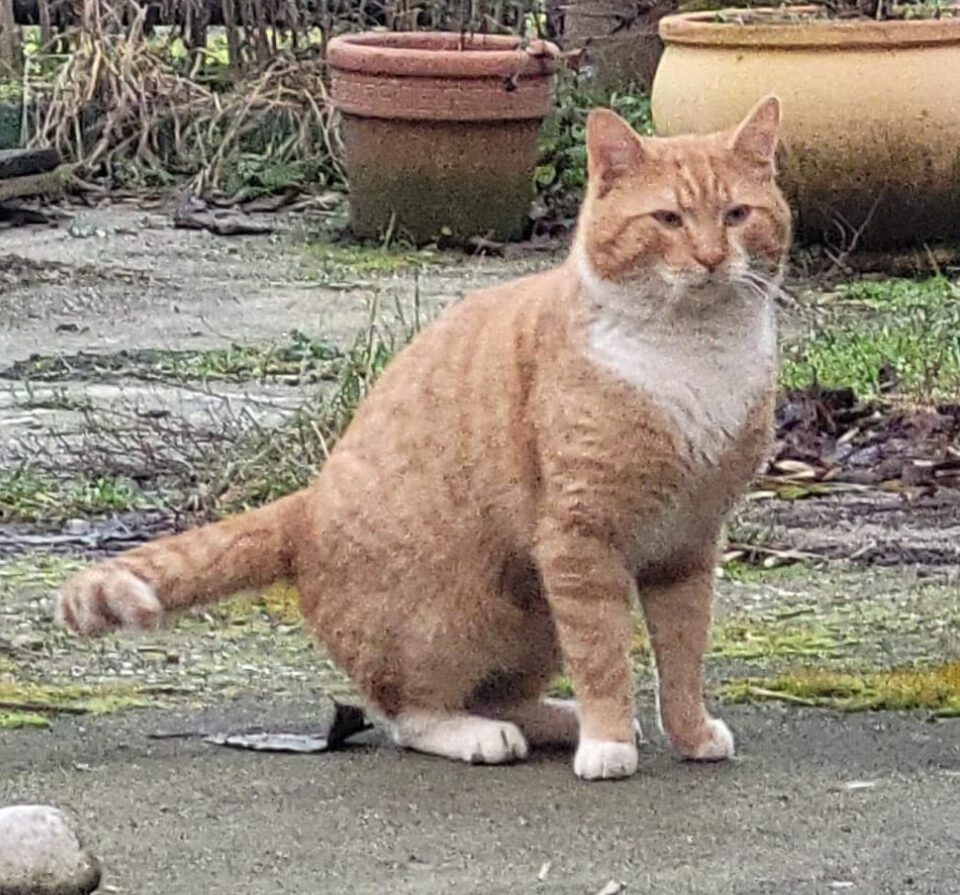 GARFIELD II., Kater, 2022/2023, Fiv positiv