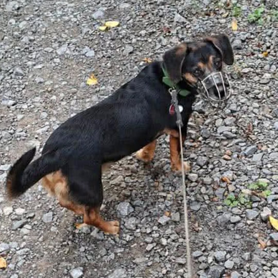 Dackel TOMMY, 2016, Rüde – Bild 3