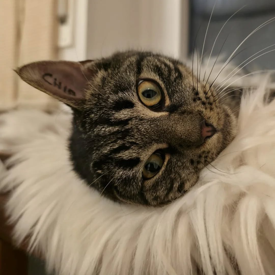 HAN SOLO, Kater, 04/2025, Freigang – Bild 11