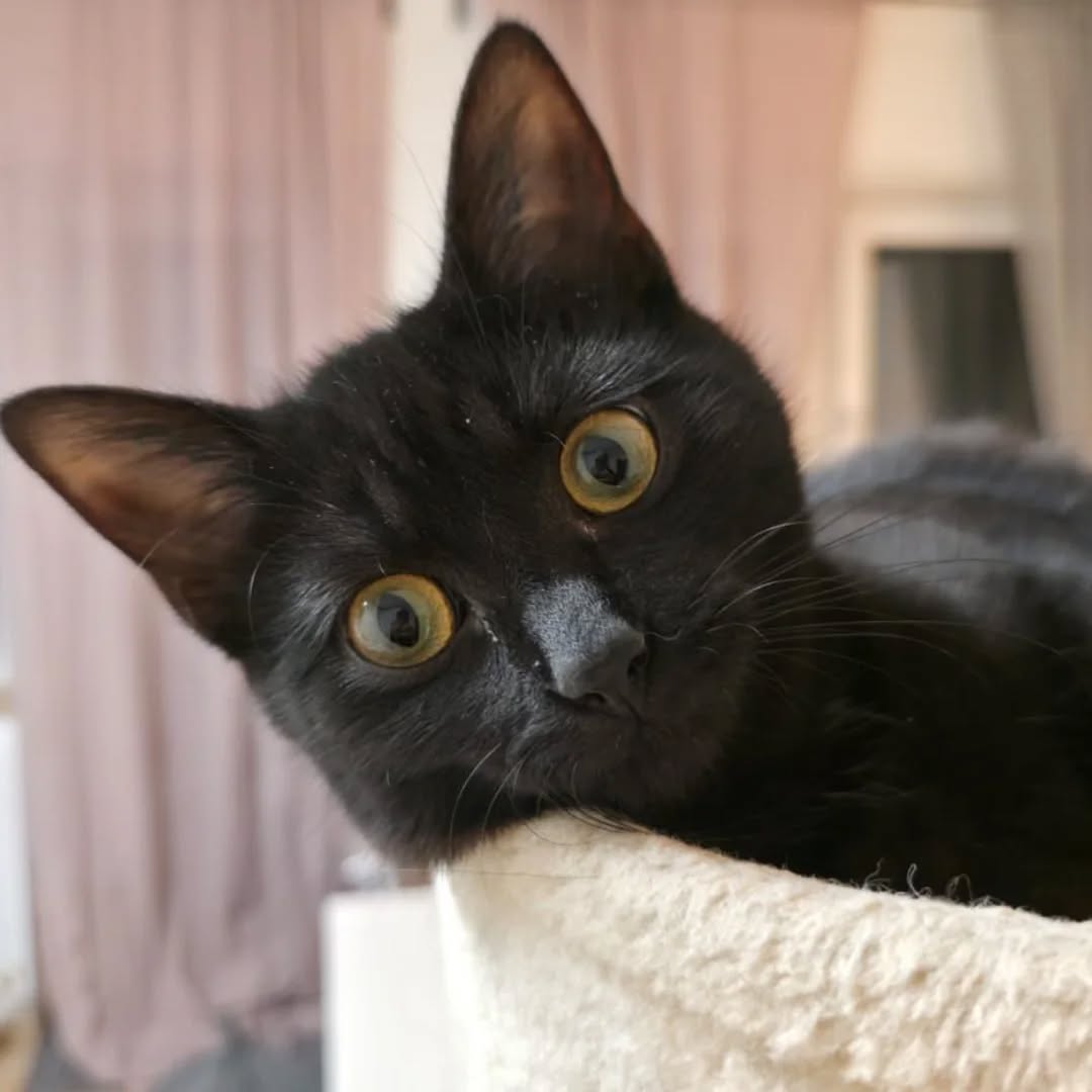 LUKE, Kater, 05/2025, Freigang – Bild 7