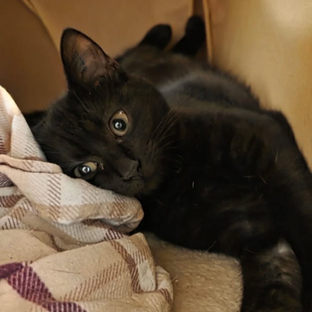 LUKE, Kater, 05/2025, Freigang – Bild 11