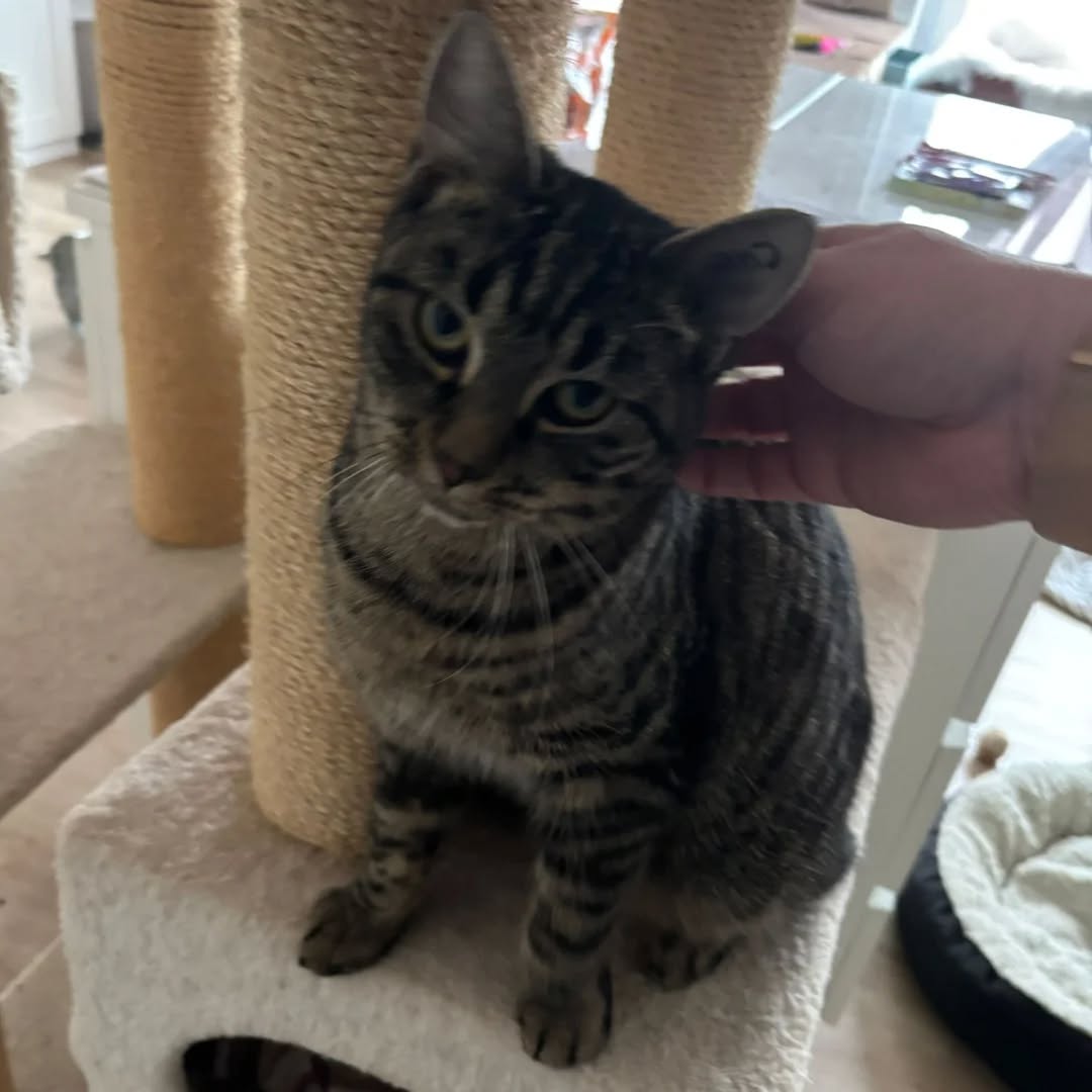 HAN SOLO, Kater, 04/2025, Freigang – Bild 5