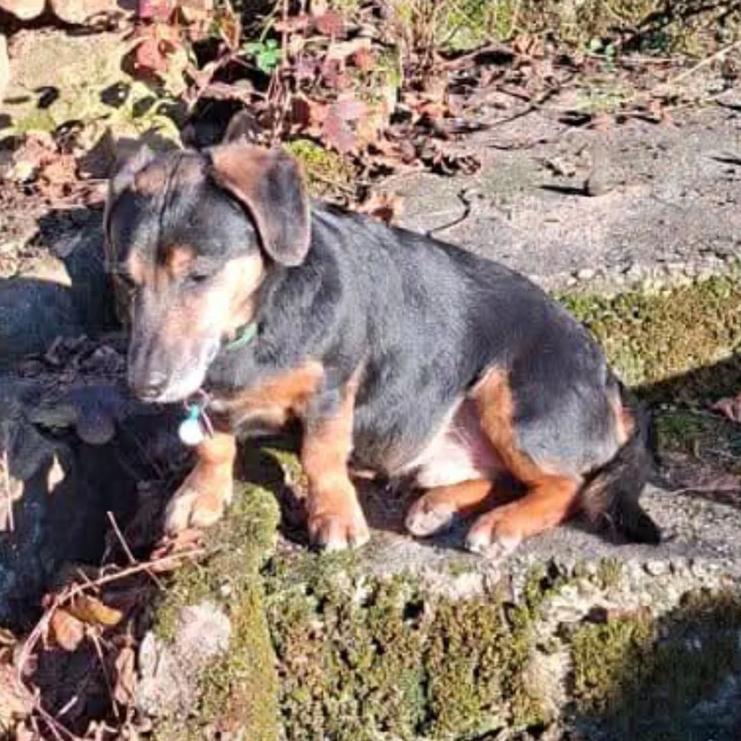 Dackel TOMMY, 2016, Rüde – Bild 2