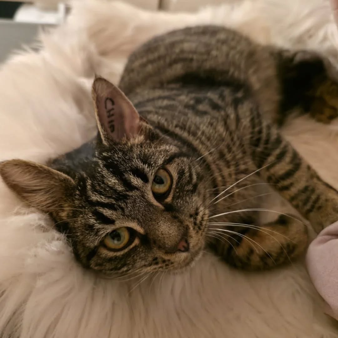 HAN SOLO, Kater, 04/2025, Freigang – Bild 8