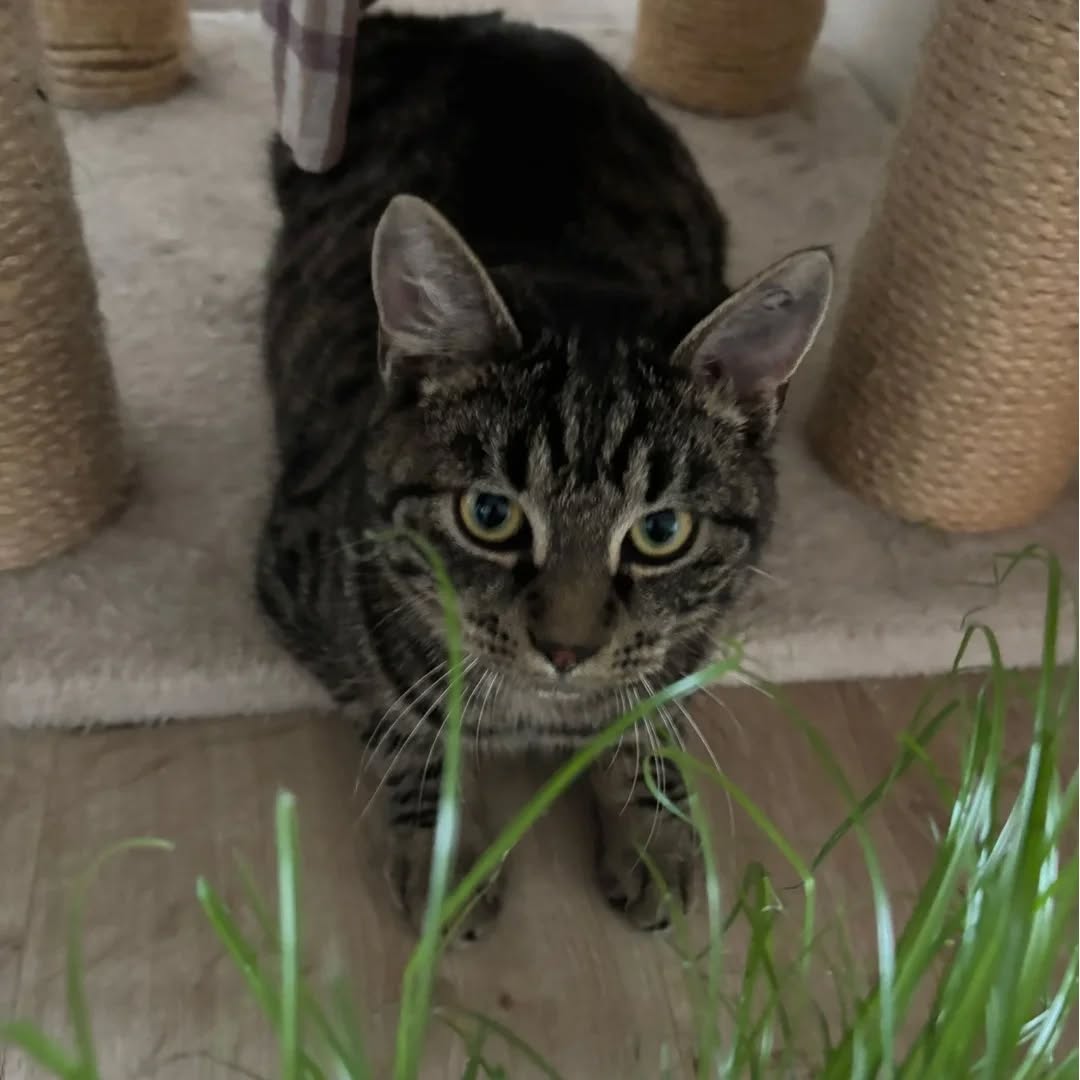 HAN SOLO, Kater, 04/2025, Freigang – Bild 4