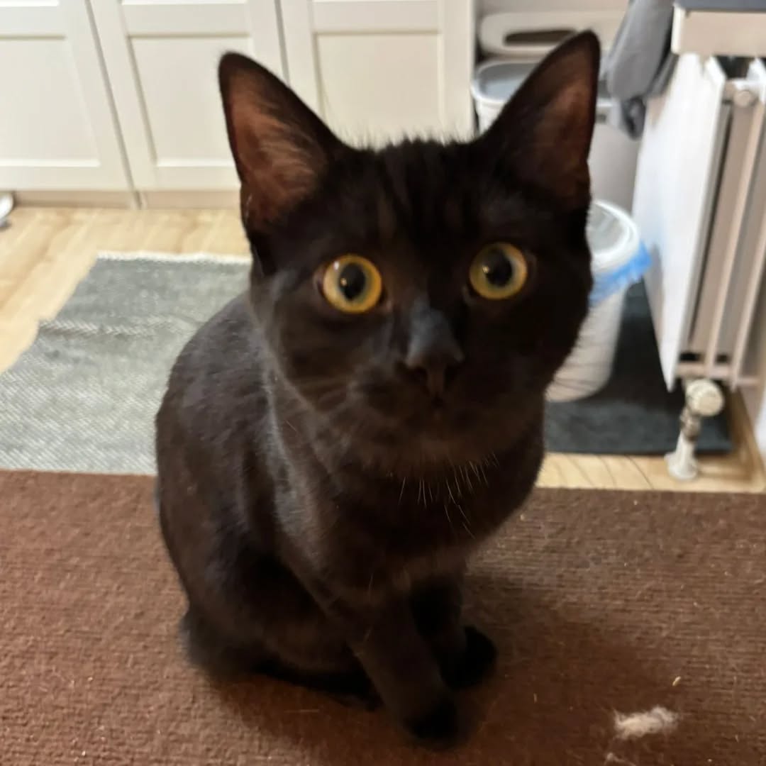 LUKE, Kater, 05/2025, Freigang – Bild 6