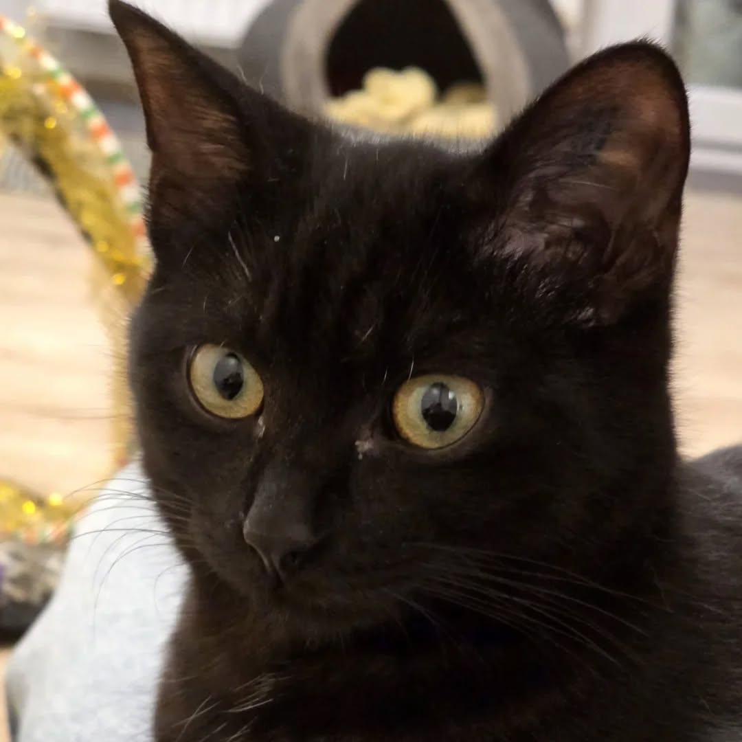 LUKE, Kater, 05/2025, Freigang – Bild 12