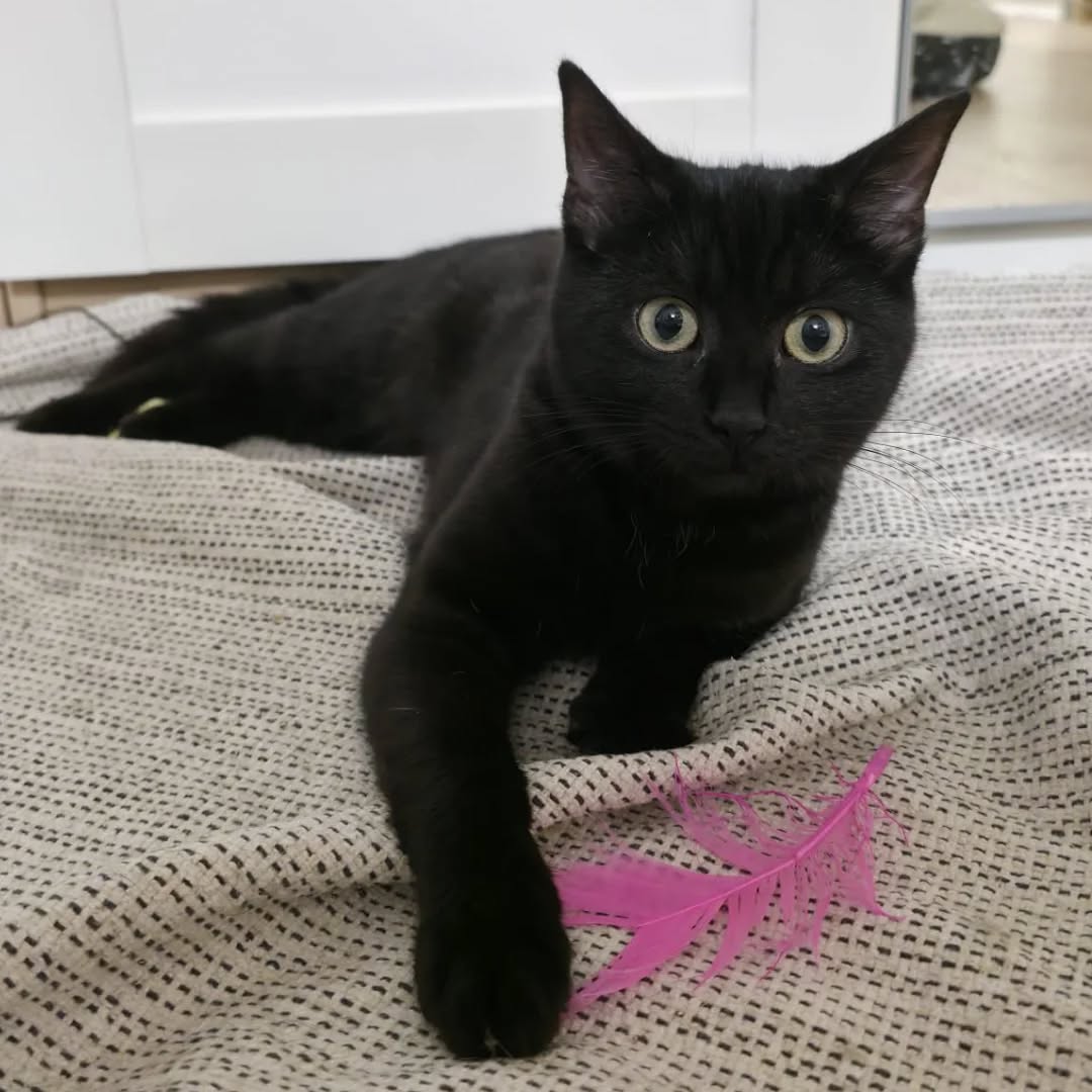 LUKE, Kater, 05/2025, Freigang