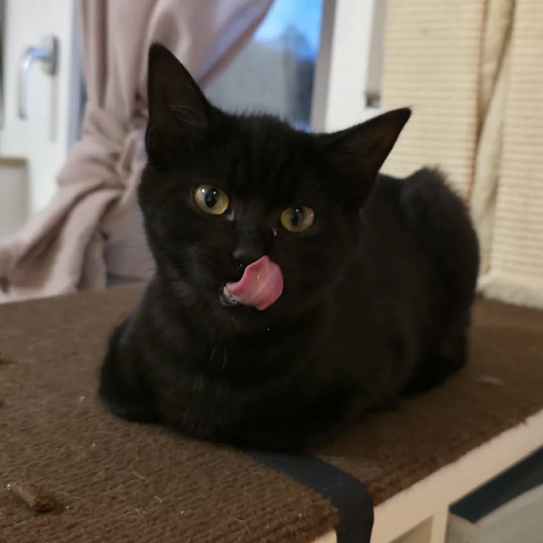 LUKE, Kater, 05/2025, Freigang – Bild 2