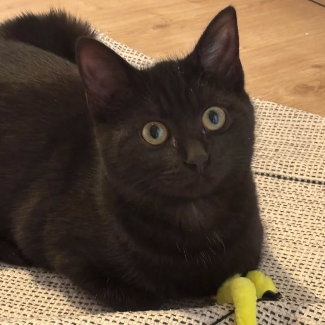 LUKE, Kater, 05/2025, Freigang – Bild 5