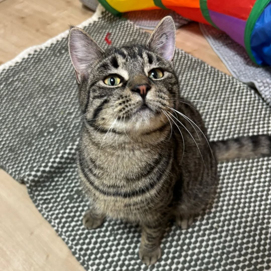 HAN SOLO, Kater, 04/2025, Freigang – Bild 7