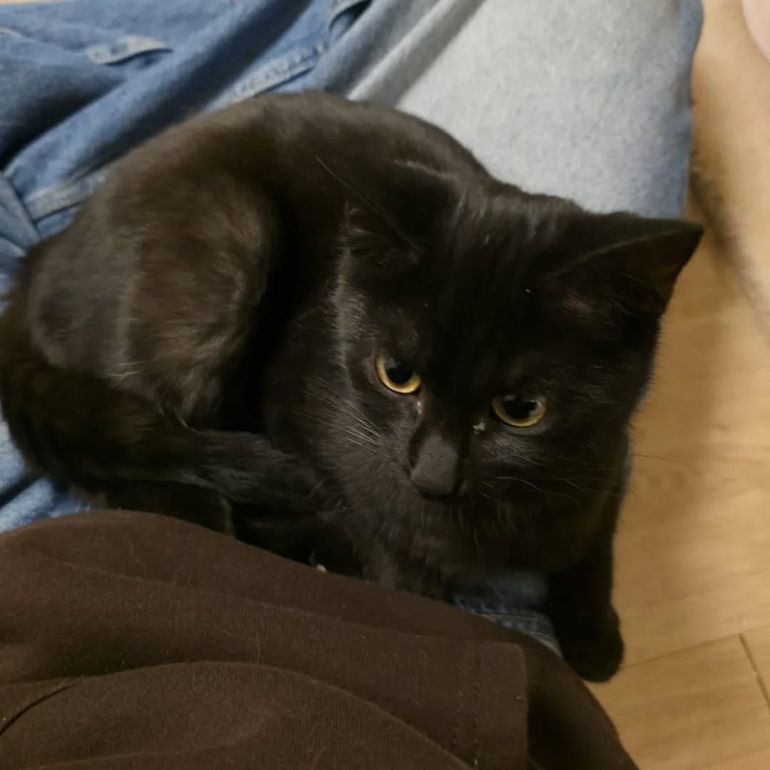 LUKE, Kater, 05/2025, Freigang – Bild 3