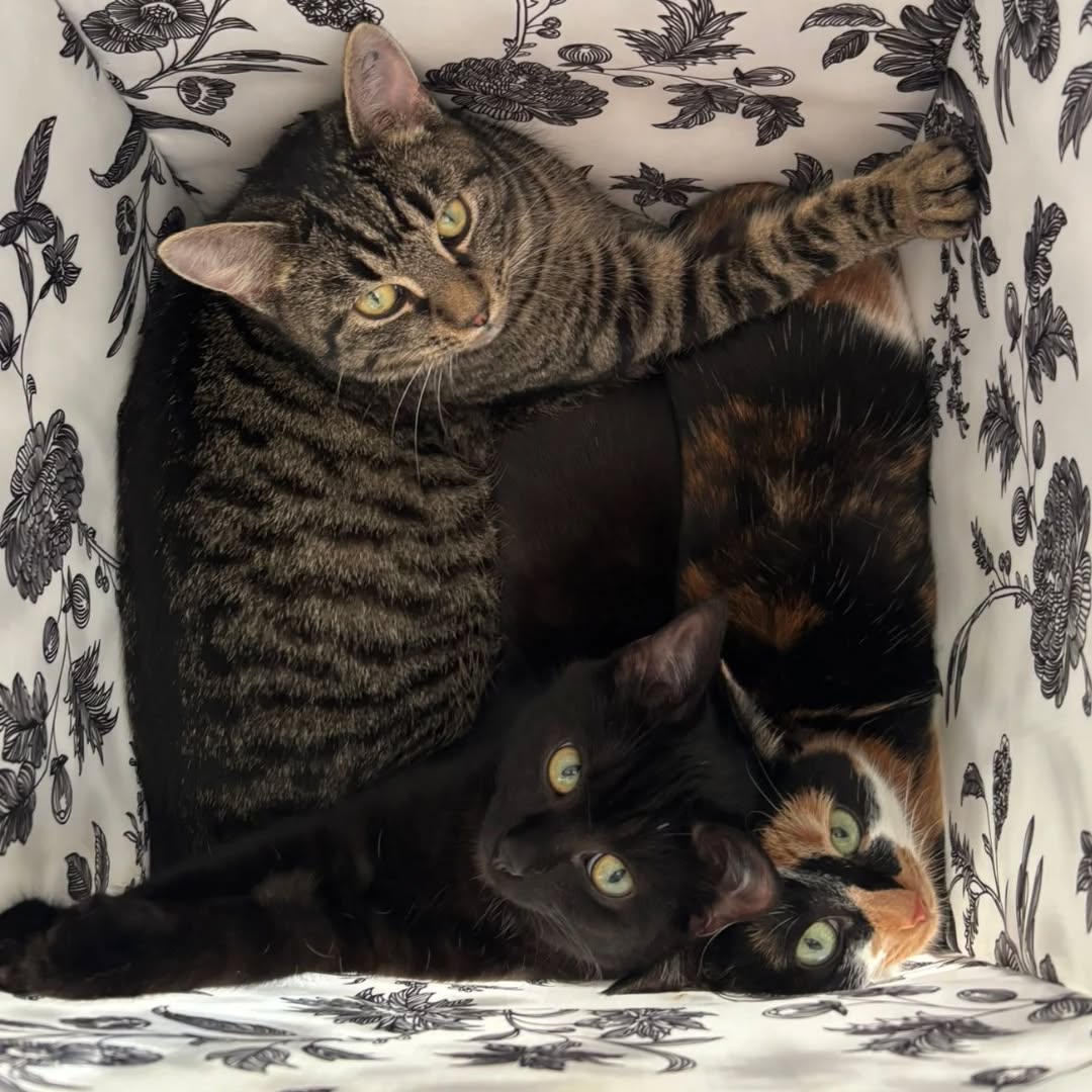 LUKE, Kater, 05/2025, Freigang – Bild 13