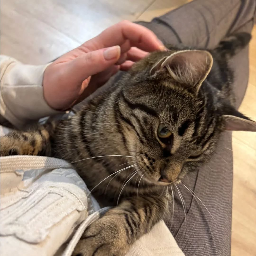 HAN SOLO, Kater, 04/2025, Freigang – Bild 6