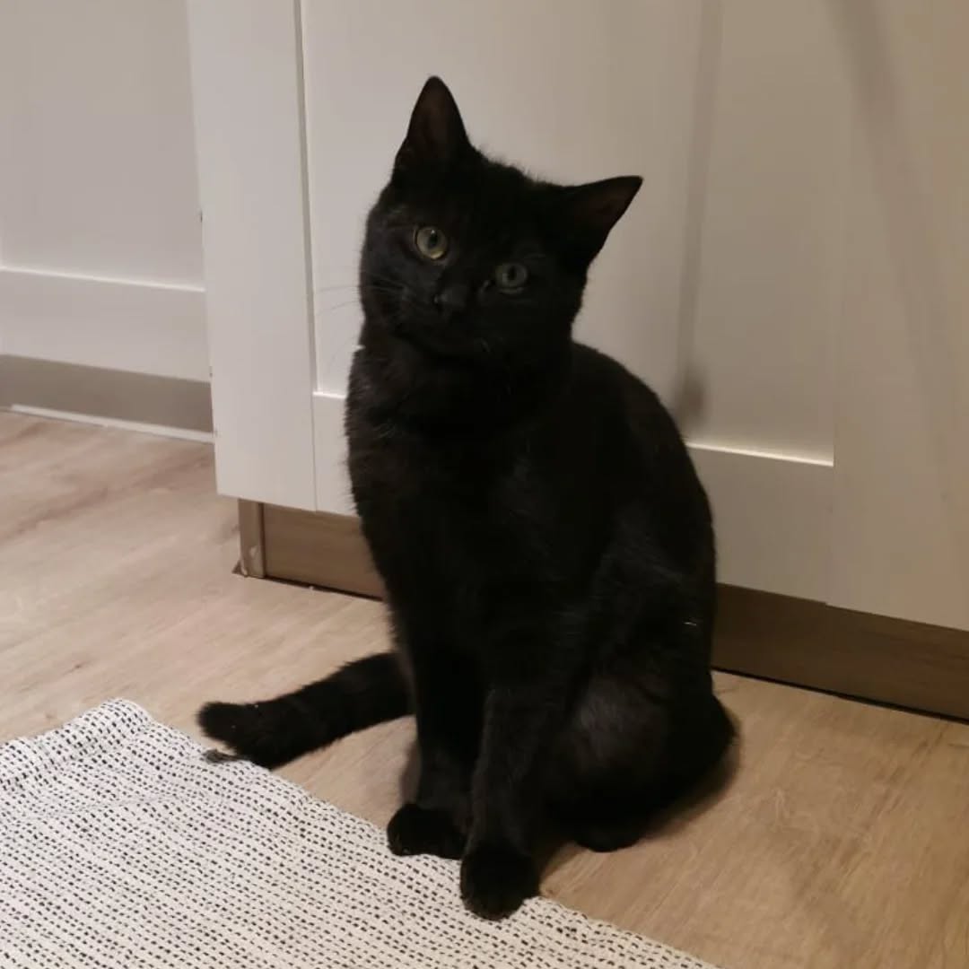 LUKE, Kater, 05/2025, Freigang – Bild 9