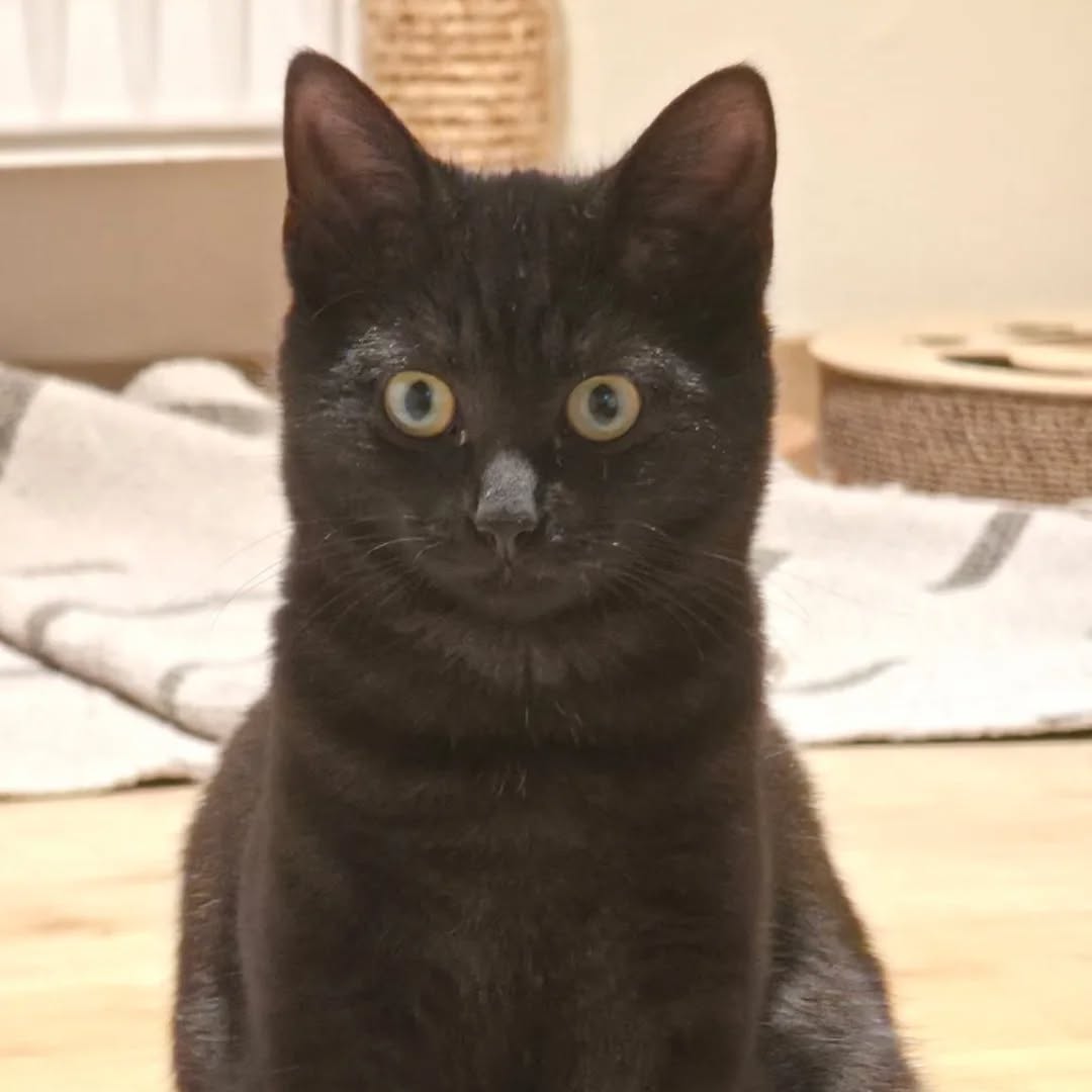 LUKE, Kater, 05/2025, Freigang – Bild 8