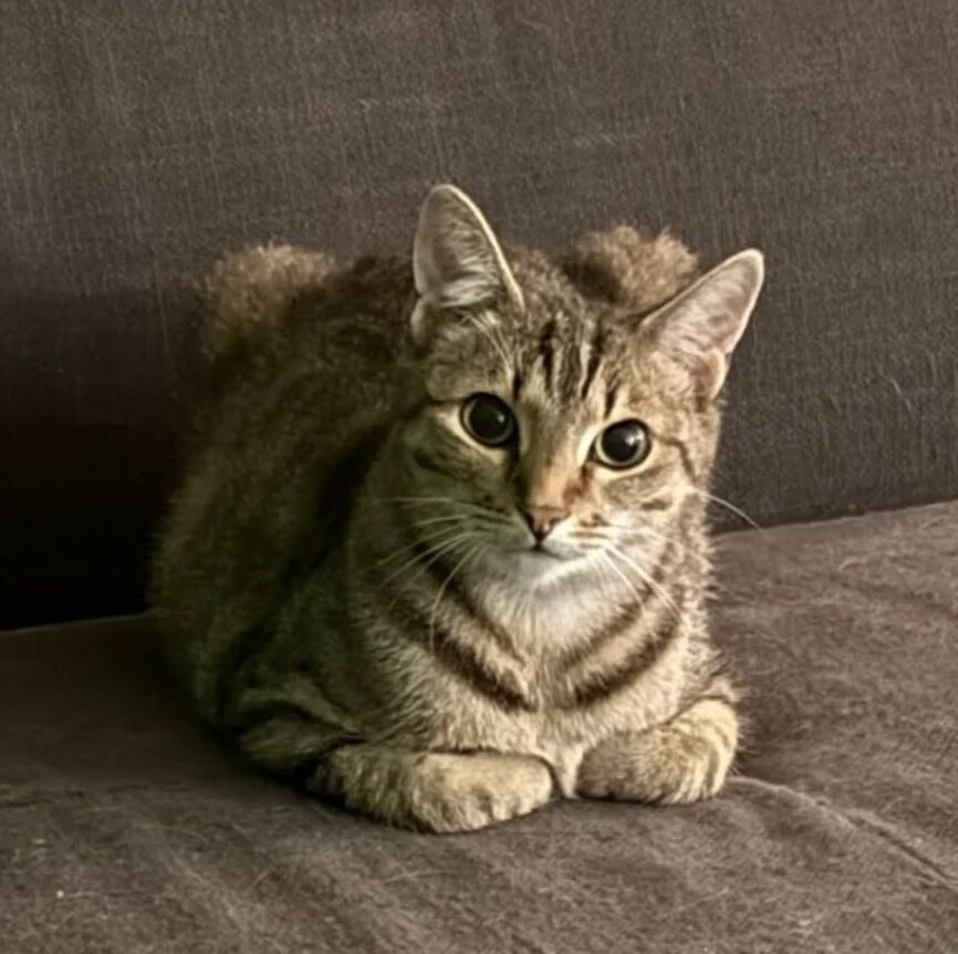 THEKLA, Katze, 05/2024, Freigang – Bild 8