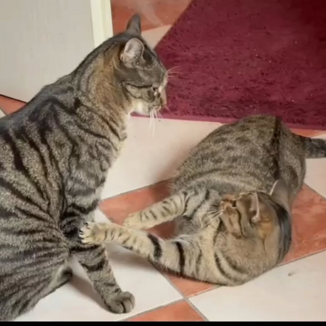 THEKLA, Katze, 05/2024, Freigang – Bild 10