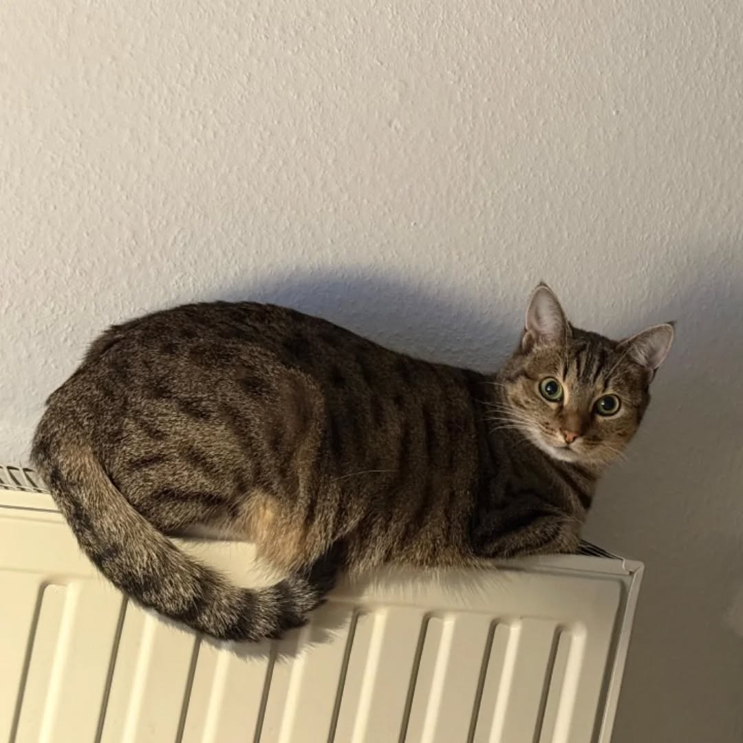 THEKLA, Katze, 05/2024, Freigang – Bild 5