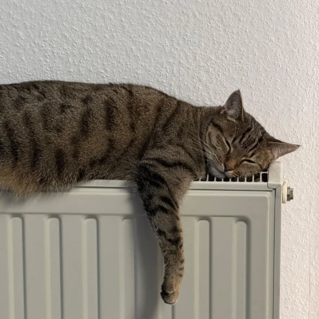 THEKLA, Katze, 05/2024, Freigang – Bild 3