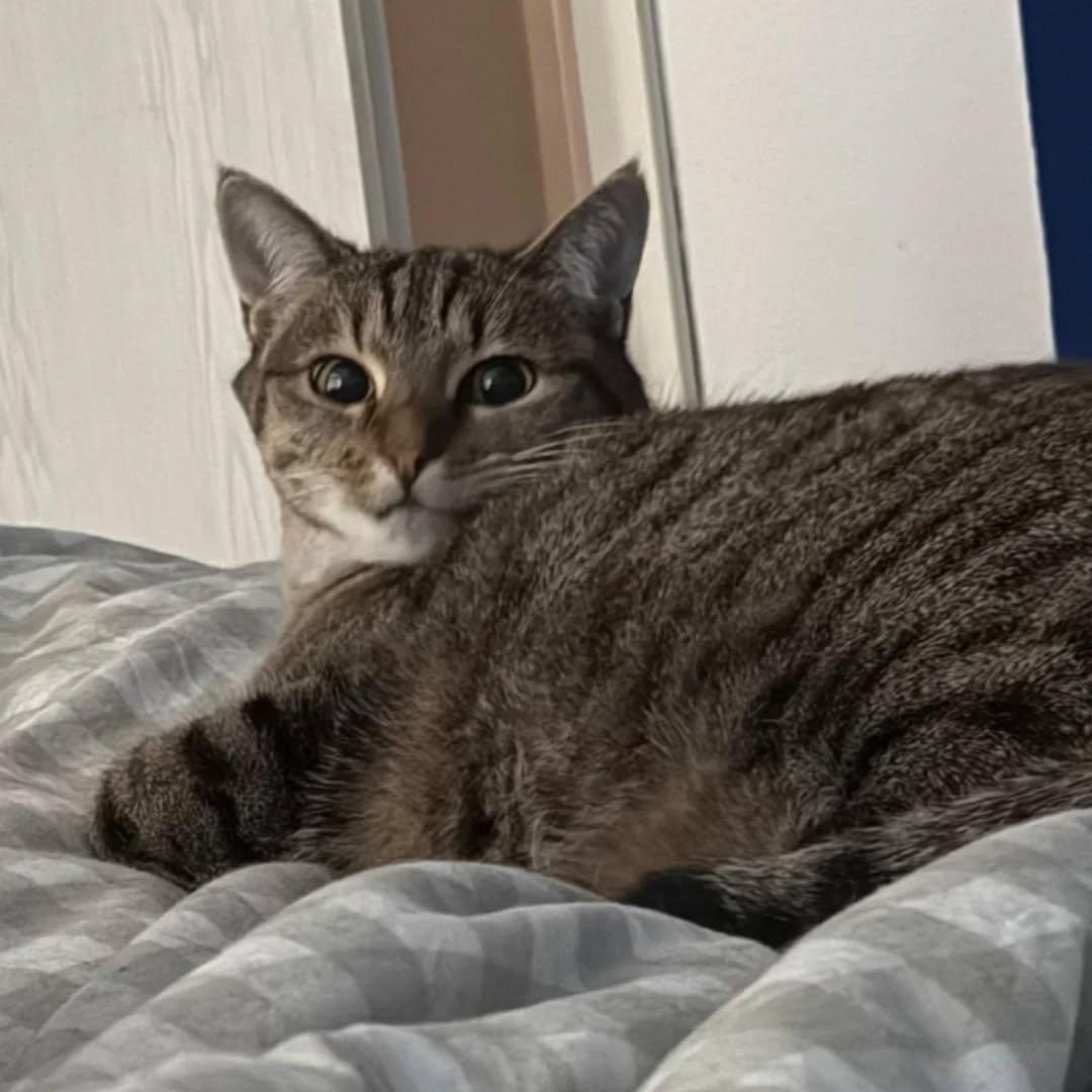 THEKLA, Katze, 05/2024, Freigang – Bild 2