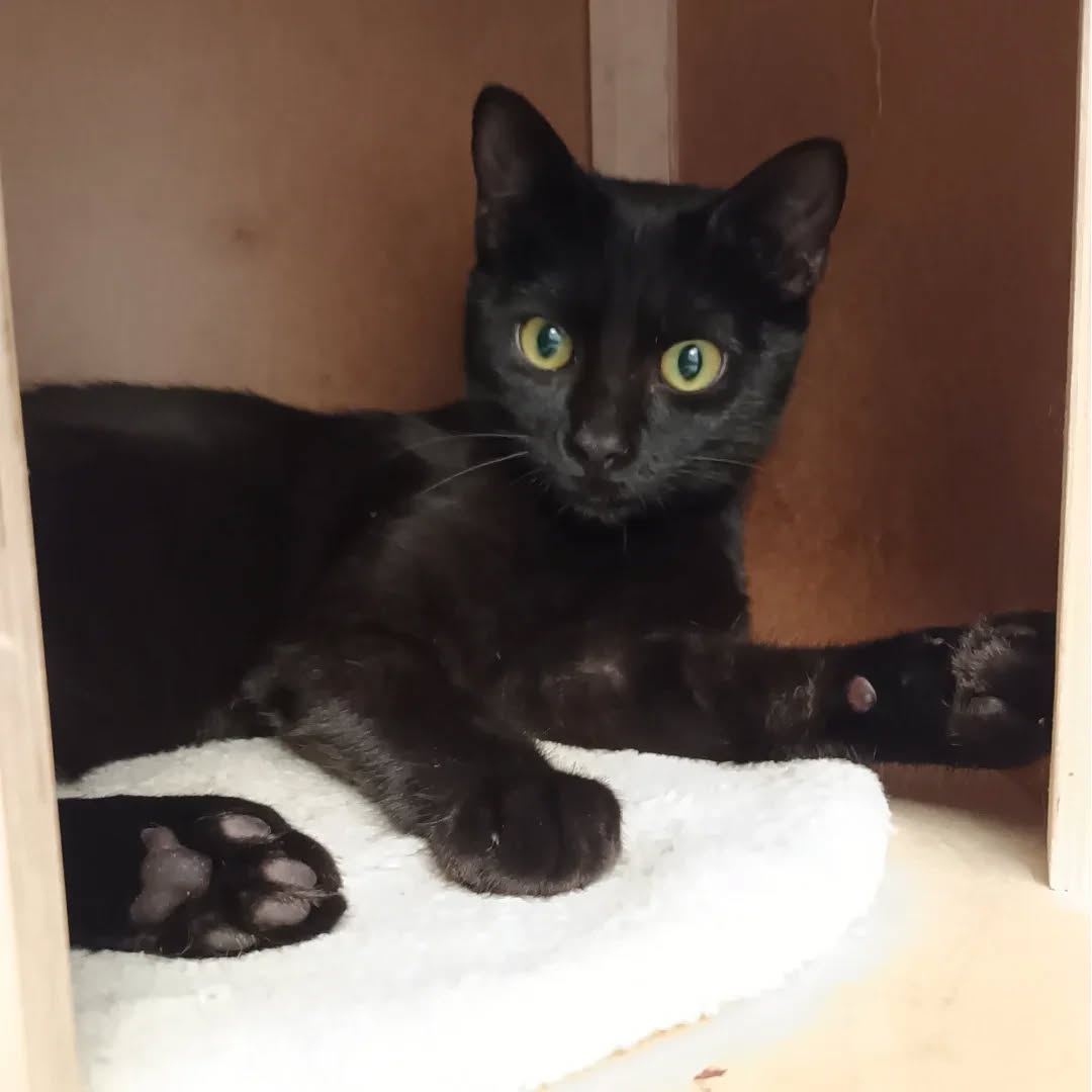 PACO und BOBBY, Kater, 05/06/2025, Freigang – Bild 6