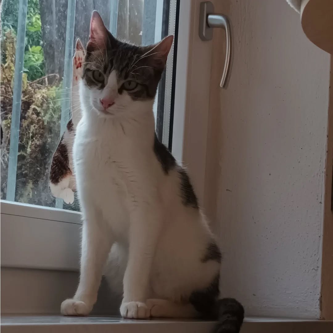 PACO und BOBBY, Kater, 05/06/2025, Freigang – Bild 7