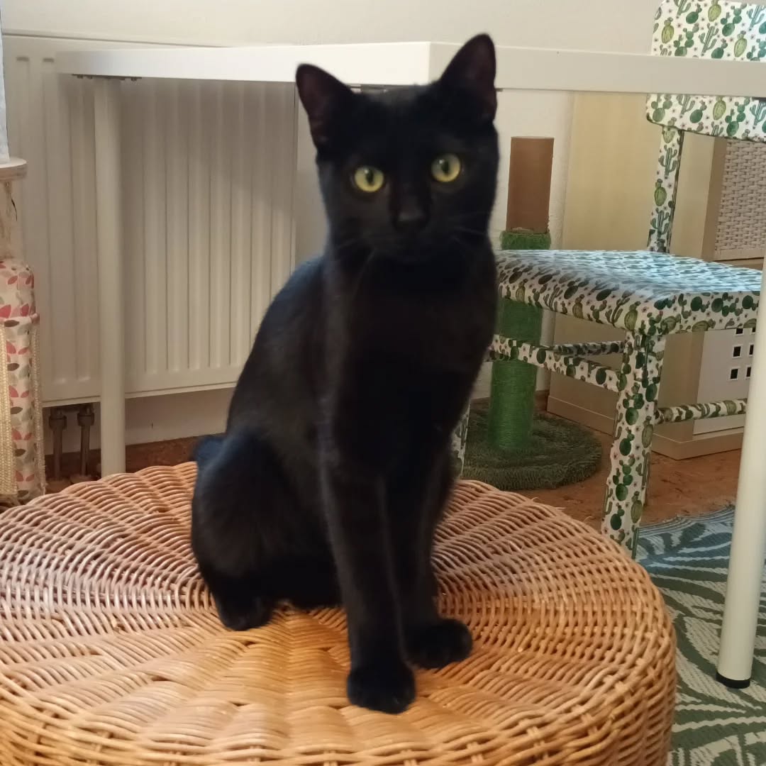 PACO und BOBBY, Kater, 05/06/2025, Freigang – Bild 13