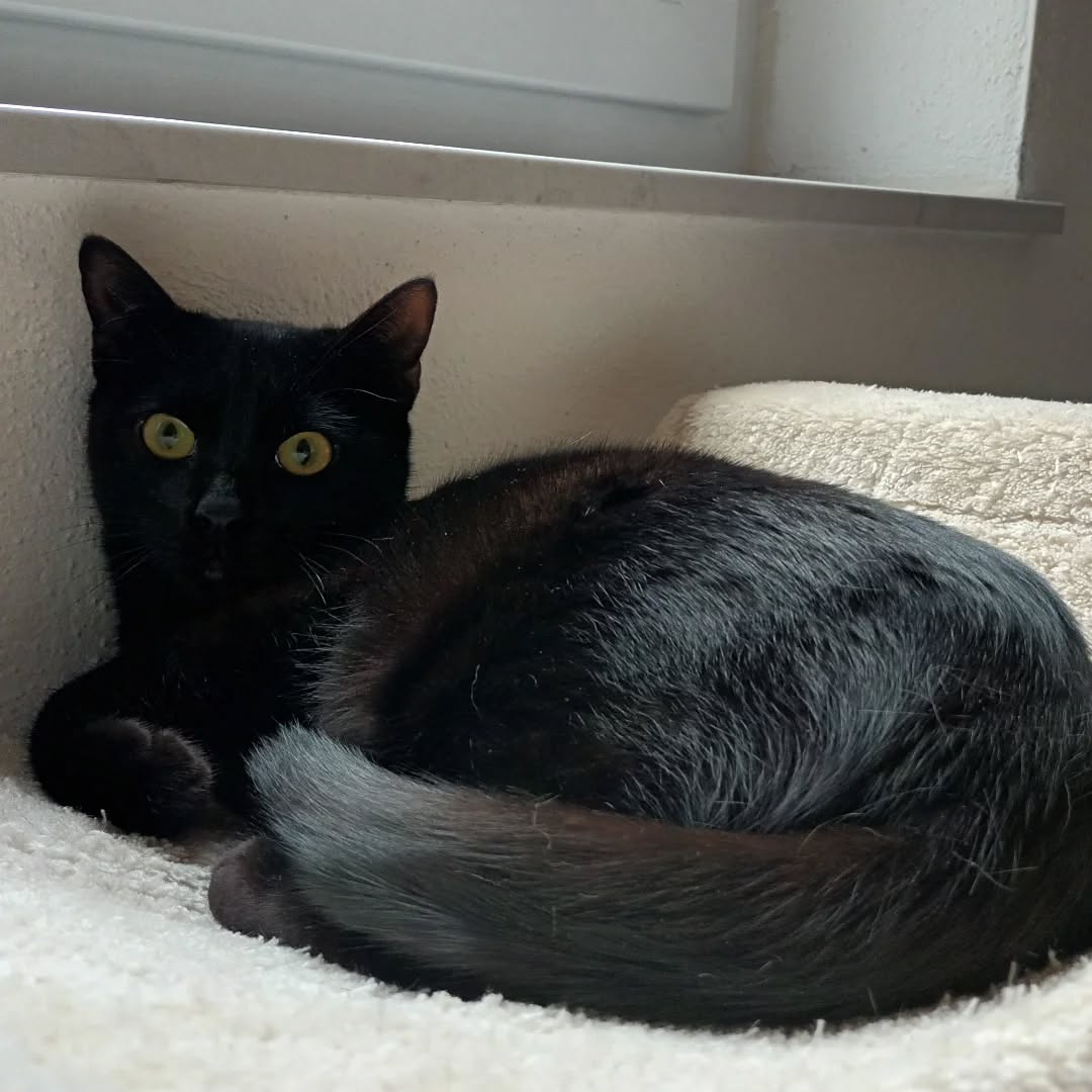 PACO und BOBBY, Kater, 05/06/2025, Freigang – Bild 8