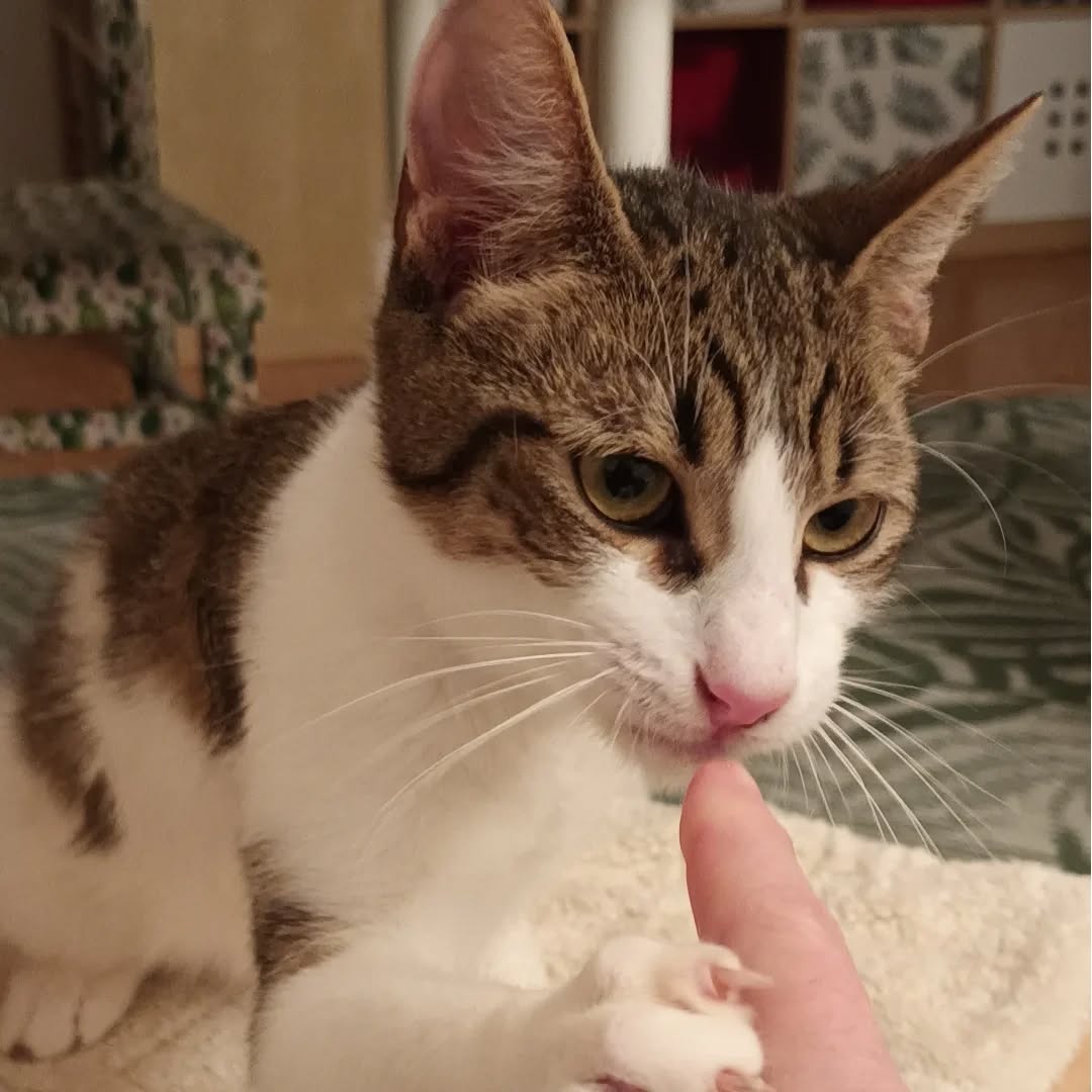 PACO und BOBBY, Kater, 05/06/2025, Freigang – Bild 9