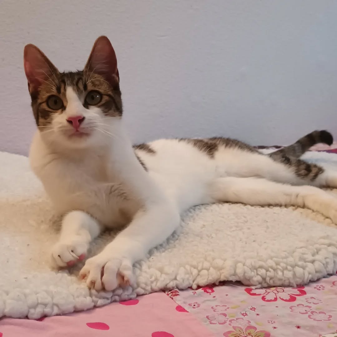 PACO und BOBBY, Kater, 05/06/2025, Freigang – Bild 12