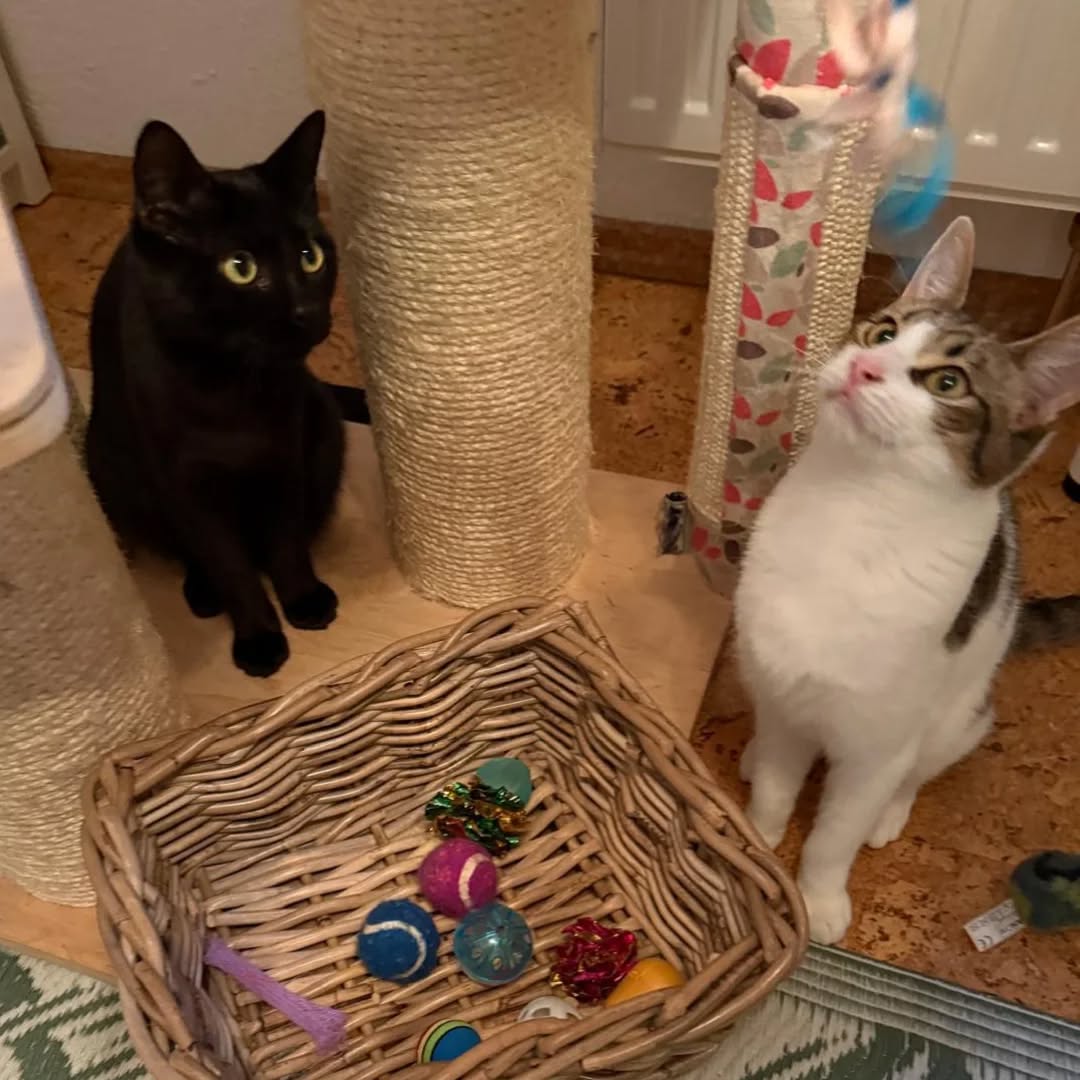 PACO und BOBBY, Kater, 05/06/2025, Freigang – Bild 3