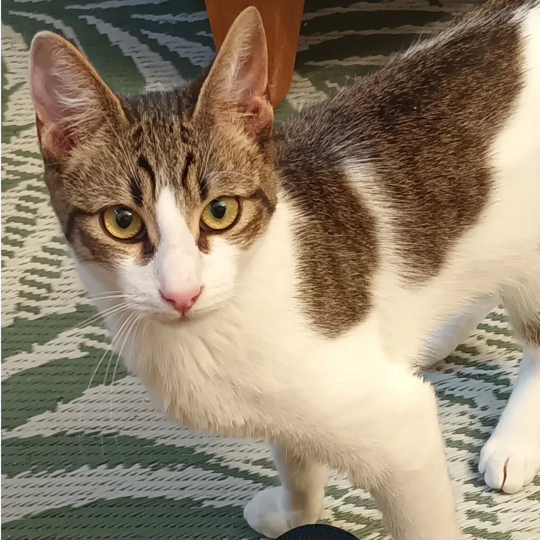 PACO und BOBBY, Kater, 05/06/2025, Freigang – Bild 5