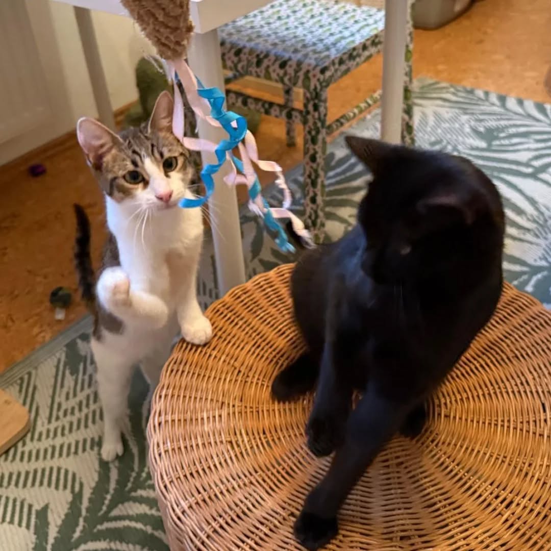 PACO und BOBBY, Kater, 05/06/2025, Freigang – Bild 2