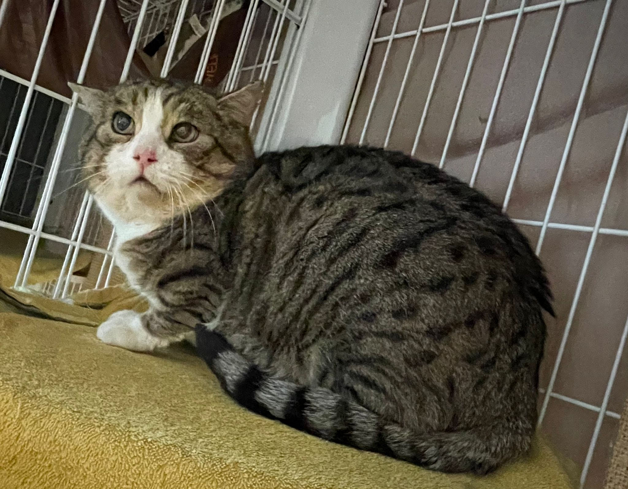 RAFI, Kater, 2019 – Bild 2